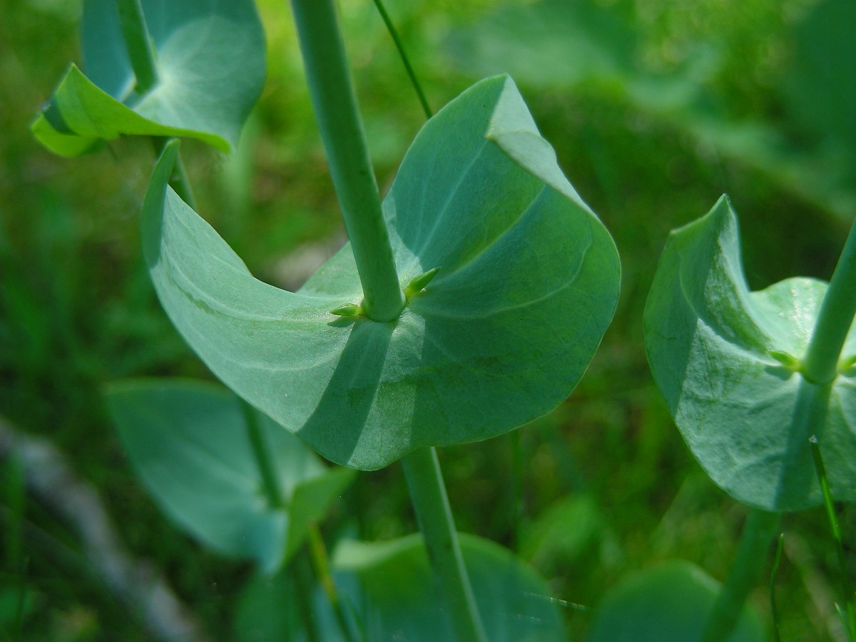 Blackstonia perfoliata, Yellowwort